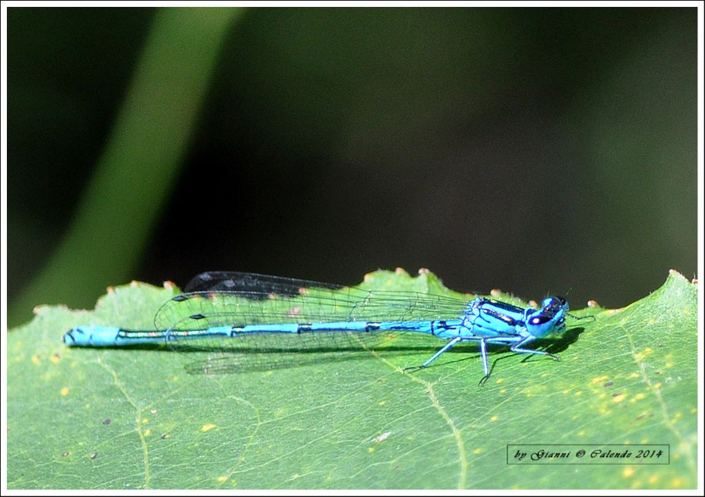 Enallagma cyathigerum ?Maschio?